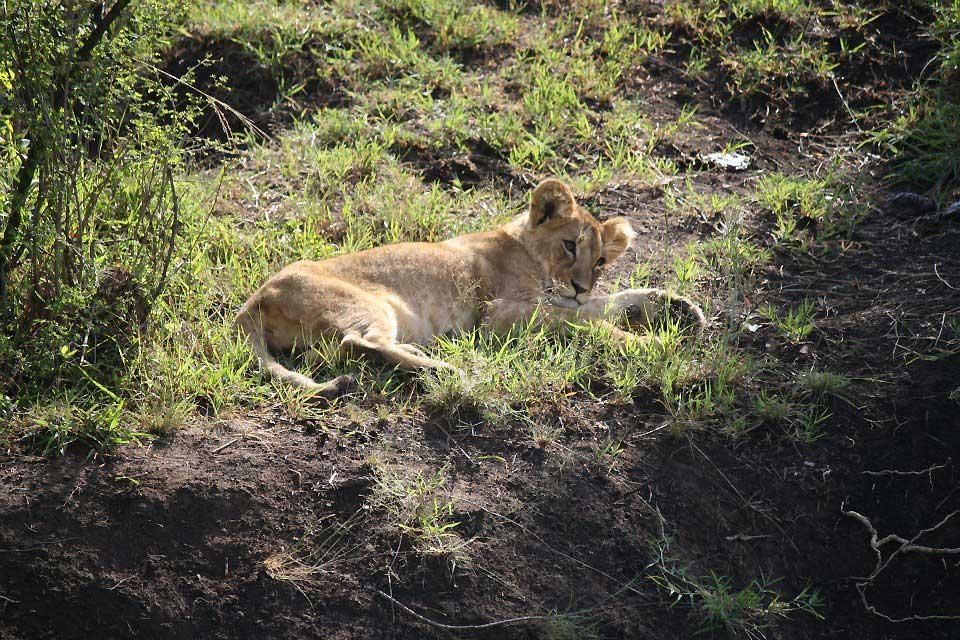Lion cub, Maasai Mara National Reserve 137
