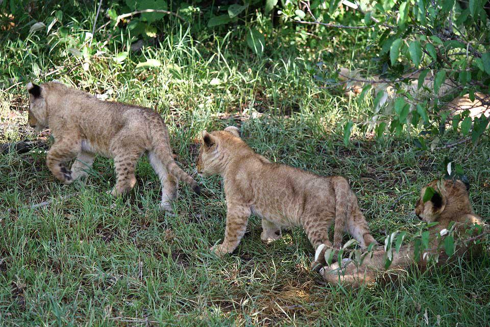 Lion cubs, Maasai Mara National Reserve 141