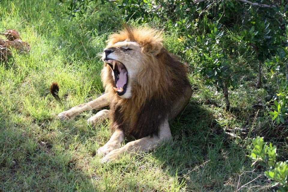 Lion, Maasai Mara 134