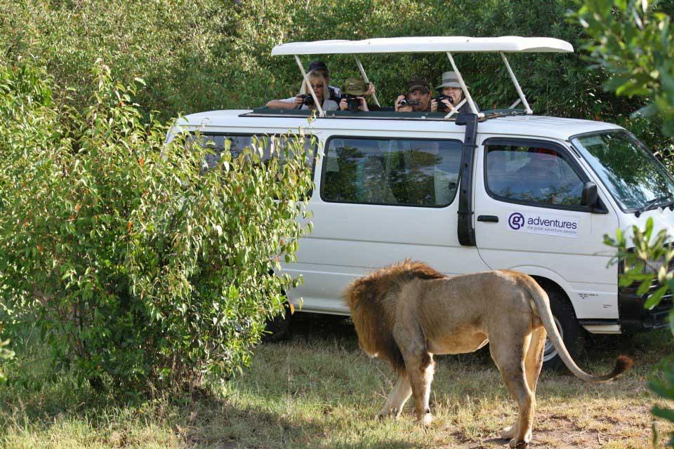 Lion, Maasai Mara 135