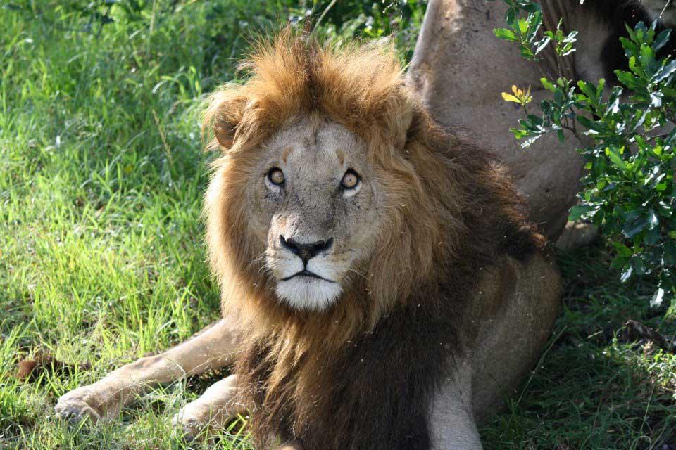 Lion, Maasai Mara National Reserve 133