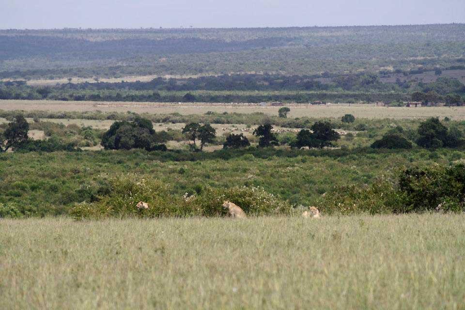 Lions hunting, Maasai Mara 105