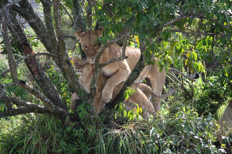 Lions in tree, Maasai Mara 138