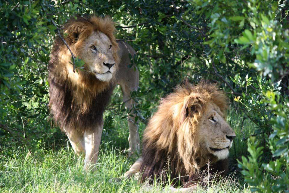 Lions, Maasai Mara National Reserve 131