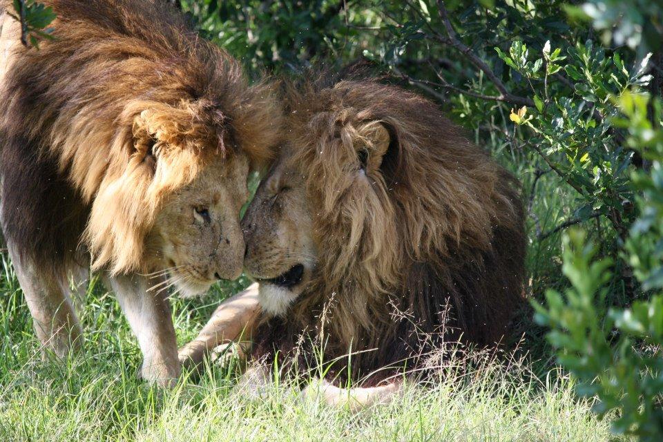 Lions, Maasai Mara National Reserve 132