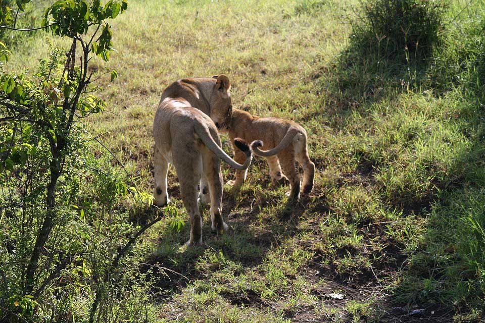 Lions, Maasai Mara National Reserve 139