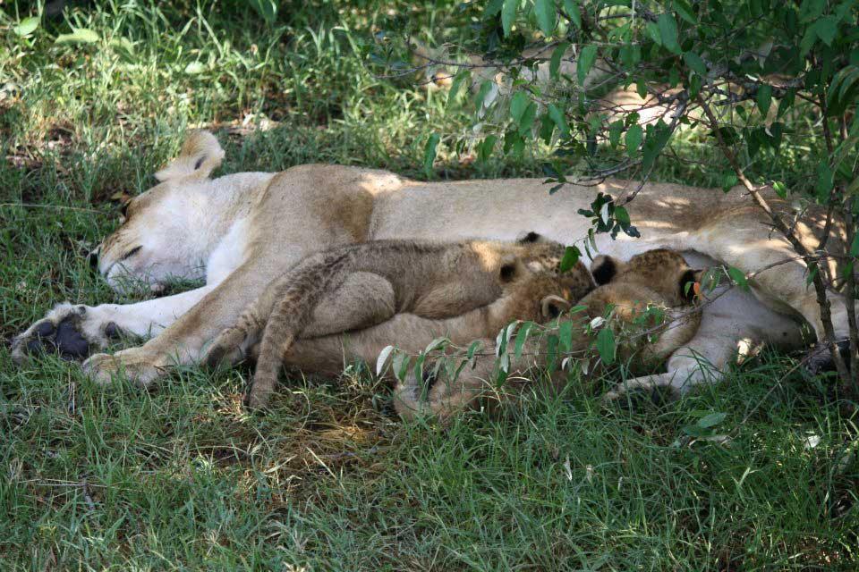 Lions, Maasai Mara National Reserve 140