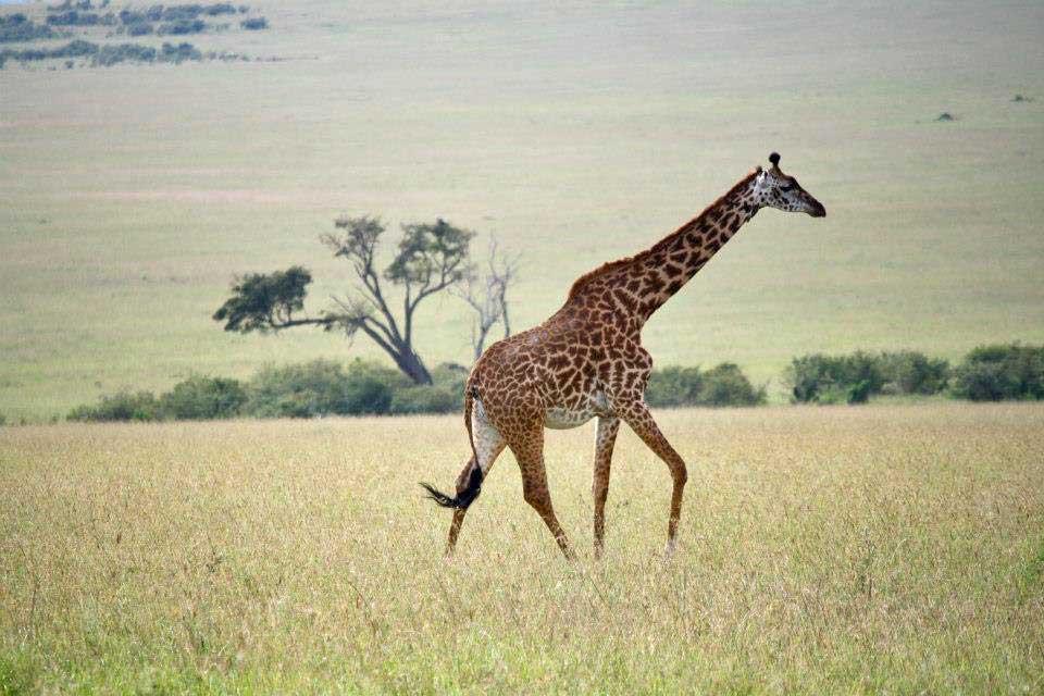 Maasai Giraffe, Maasai Mara 144