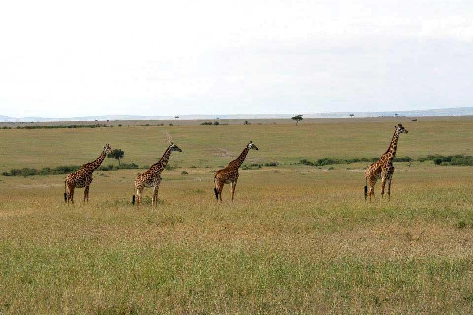 Maasai Giraffes, Maasai Mara 145
