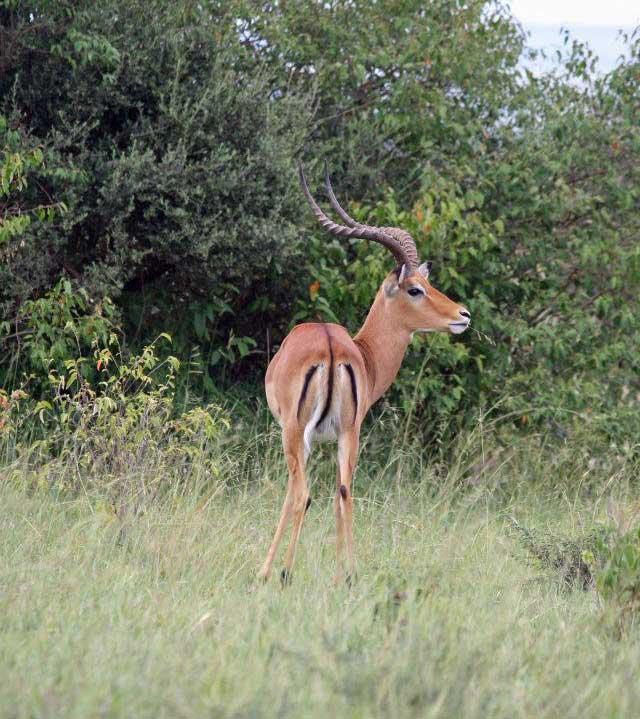 Male Impala, Maasai Mara 103
