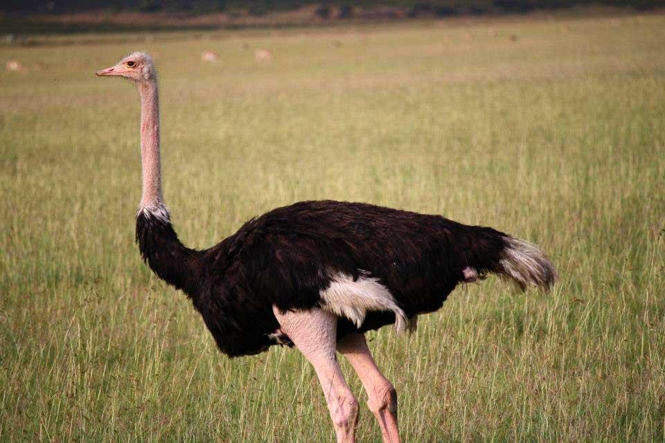 Ostrich, Maasai Mara National Reserve 119