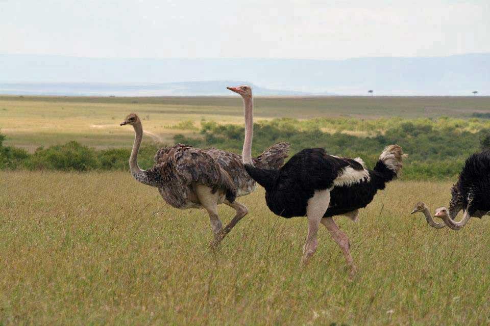 Ostriches, Maasai Mara 104