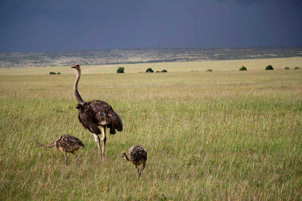 Ostriches, Maasai Mara National Reserve 118