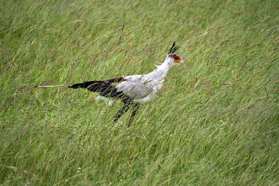 Secretary Bird, Maasai Mara 159