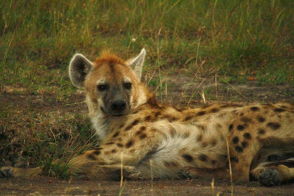 Spotted Hyena, Maasai Mara 121