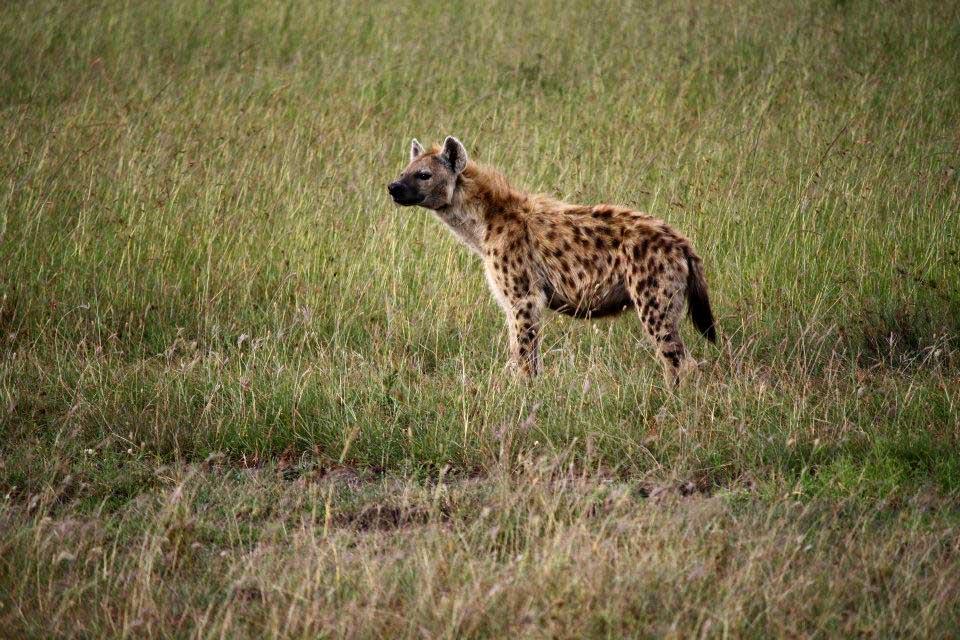 Spotted Hyena, Maasai Mara National Reserve 117