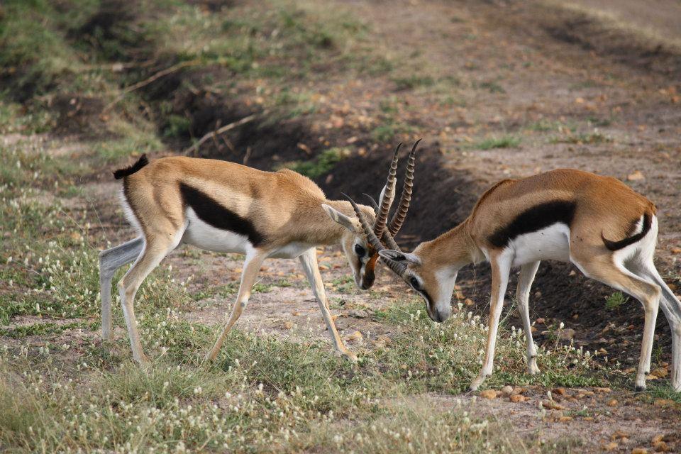 Thompson's Gazelle, Maasai Mara 115