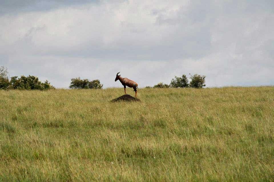 Topi on top, Maasai Mara 156