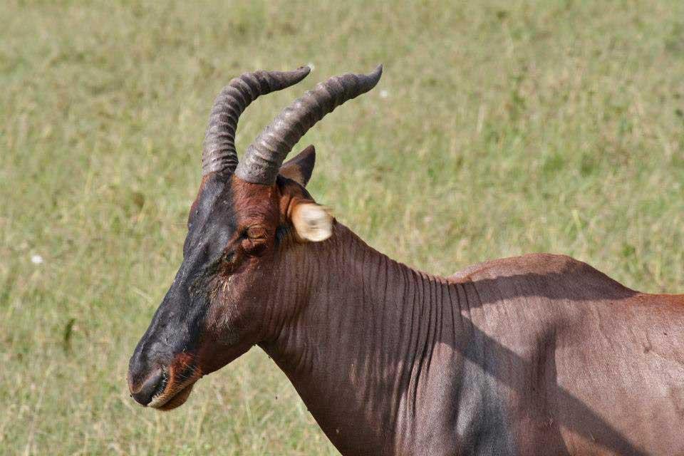 Topi, Maasai Mara National Reserve 110