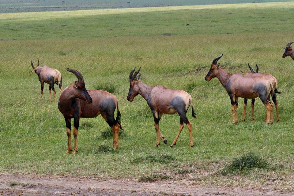Topi, Maasai Mara National Reserve 147