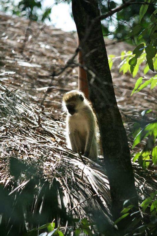 Vervet Monkey at Fig Tree Camp 107