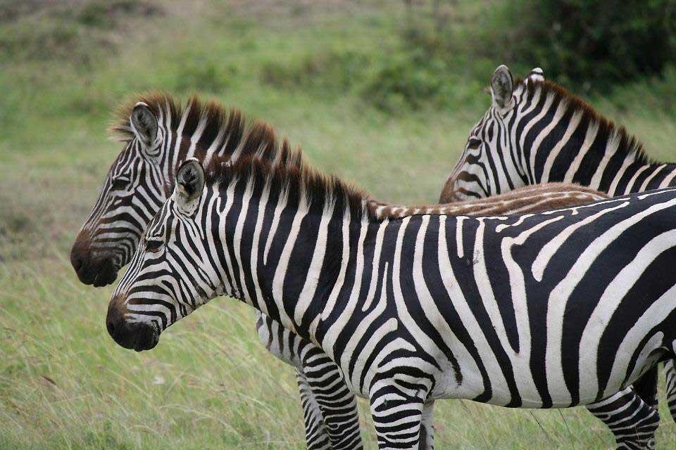 Zebras, Maasai Mara National Reserve 148