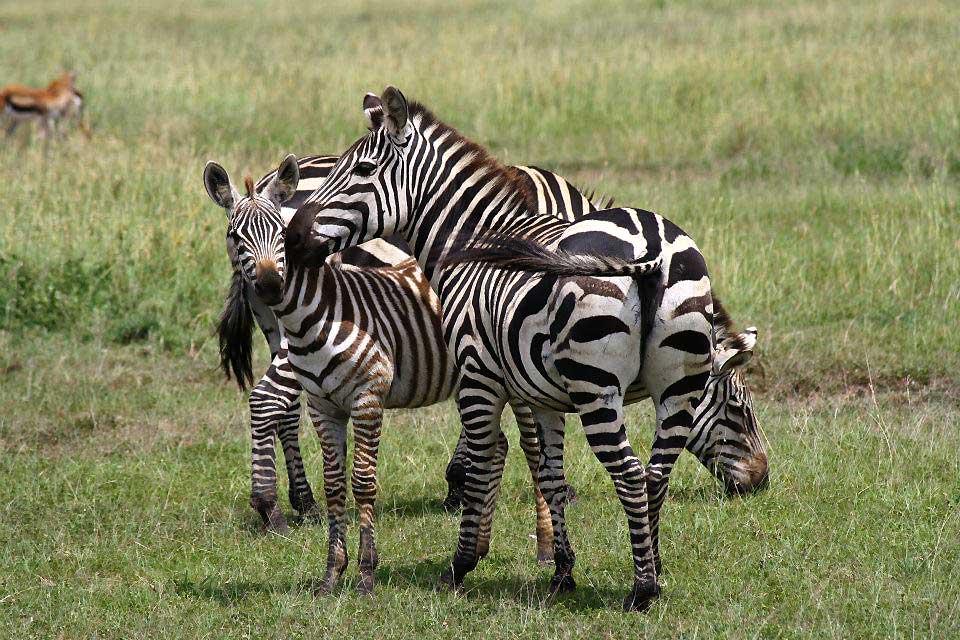 Zebras, Maasai Mara National Reserve 154