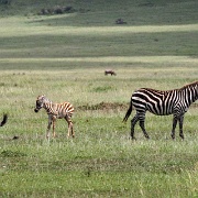 Baby zebra, Maasai Mara 153.jpg