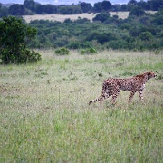 Cheetah, Maasai Mara National Reserve 165.jpg
