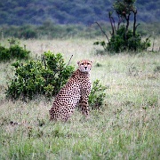 Cheetah, Maasai Mara National Reserve 166.jpg