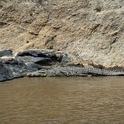 Crocodile in the Mara River 155.jpg