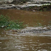 Crocodile near Fig Tree Camp 128.jpg