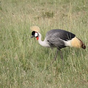 Crowned Crane, Maasai Mara National Reserve 116.jpg