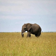 Elephant, Maasai Mara National Reserve 146.jpg