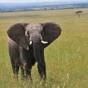 Elephant, Maasai Mara National Reserve 150.jpg
