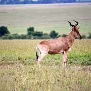 Hartebeest, Maasai Mara 168.jpg