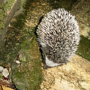 Hedgehog, Fig Tree Camp 124.jpg