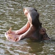 Hippo, Maasai Mara National Reserve 114.jpg