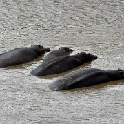 Hippos in the Mara River 157.jpg