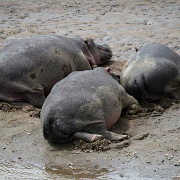 Hippos in the Mara River 158.jpg