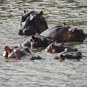 Hippos, Maasai Mara National Reserve 113.jpg