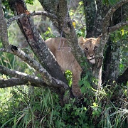 Lion cub, Maasai Mara National Reserve 136.jpg
