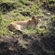 Lion cub, Maasai Mara National Reserve 137.jpg