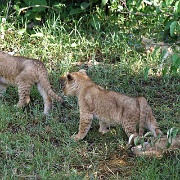 Lion cubs, Maasai Mara National Reserve 141.jpg