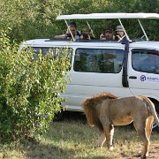 Lion, Maasai Mara 135.jpg