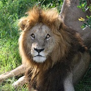 Lion, Maasai Mara National Reserve 133.jpg