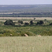 Lions hunting, Maasai Mara 105.jpg