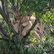 Lions in tree, Maasai Mara 138.jpg