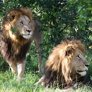 Lions, Maasai Mara National Reserve 131.jpg