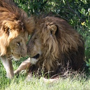 Lions, Maasai Mara National Reserve 132.jpg